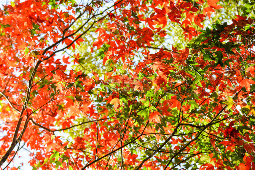 林叶的颜色变化风景自然图片