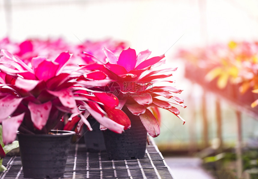 花盆中布罗梅利阿德花植物的粉色叶子花园中布罗梅利阿德苗圃农场的温室背景图片