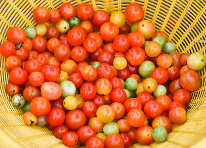 番茄园种地农业的篮子收成中新鲜的西红柿藤图片