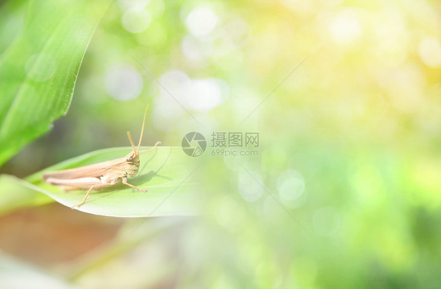 植物上的蚱蜢图片