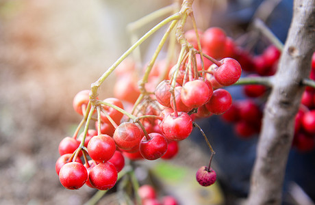 亚洲野生红莓树上的里普红牛油莓氧基背景图片