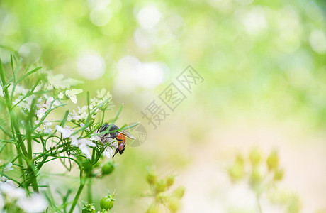 自然绿色背景黄色和绿夏光与昆虫蜜蜂一道闪亮摘要收集白花园蜜蜂的粉图片