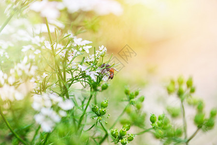 自然绿色背景黄色和绿夏光与昆虫蜜蜂一道闪亮的摘要收集白花园蜜蜂的粉图片