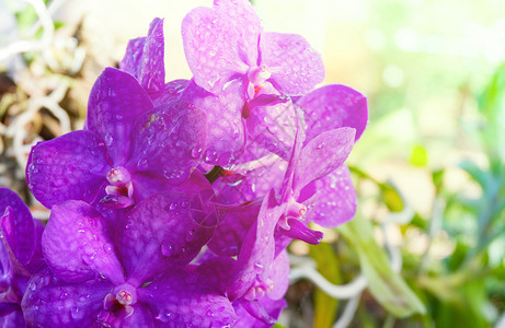 美丽的紫兰花在春园背景中丰富多彩图片