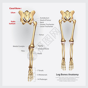 前腿骨人类解剖腿骨矢量图插画