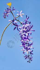 蓝色天空背景的紫花朵蓝天空背景的花朵图片