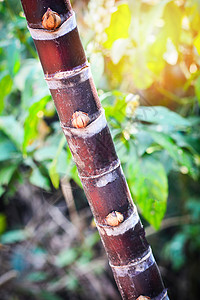 种植在花园甘蔗田种植的物树图片