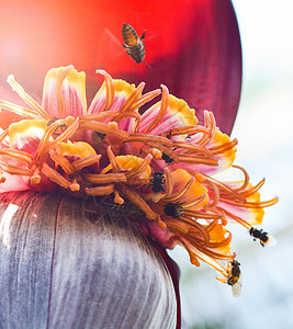 香蕉花或果中含有昆虫蜜蜂花粉的树上香蕉花高清图片