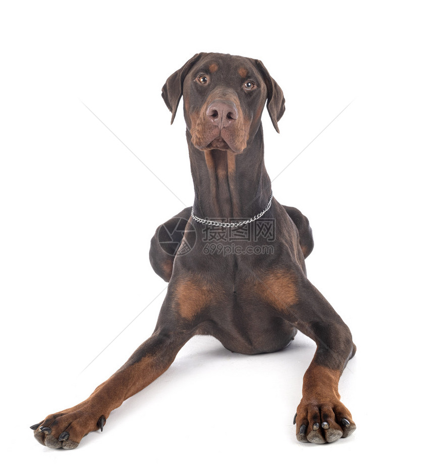 在白色背景面前的dobermannpinsher图片