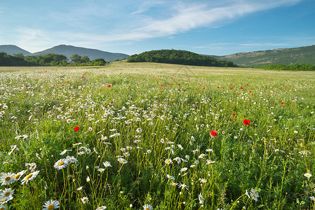 草原上的春菊花美丽自然和景色高清图片
