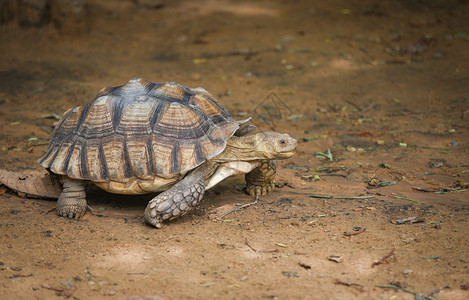 非洲刺激的乌龟关闭海步行有选择焦点高清图片
