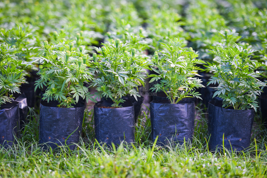 在托儿所室外幼苗中黑塑料袋的马里格德植物树小马里格德花芽的原始树图片