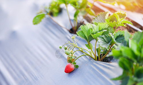 种植在农耕中的草莓田和花园绿叶植物树草莓图片