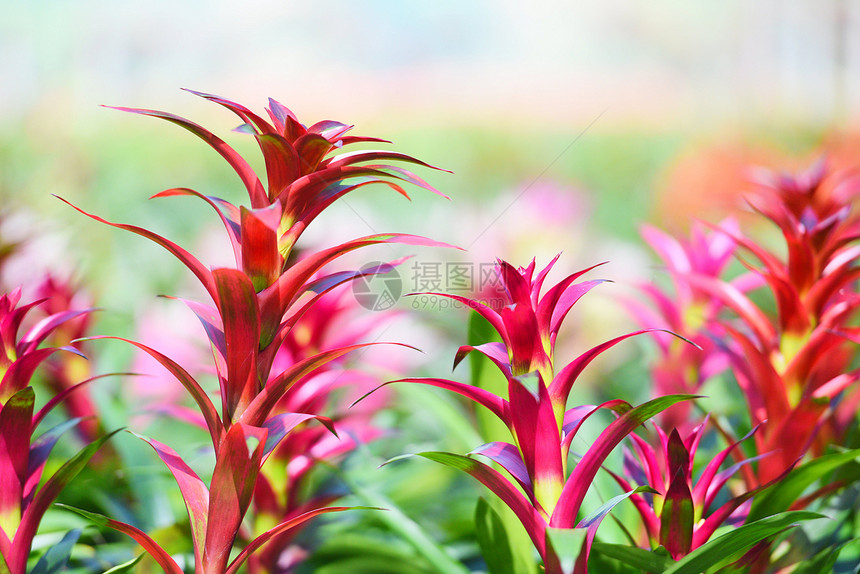 花园中的热带植物花育苗背景中的多彩布罗米亚农场装饰图片