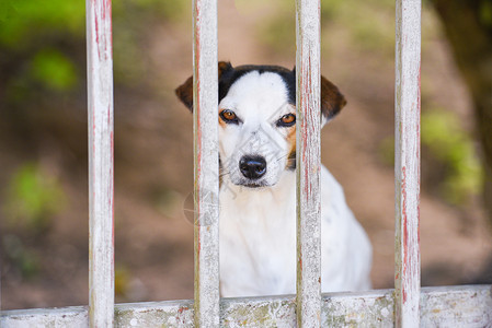 狗在围栏中的伤感动物宠背景图片