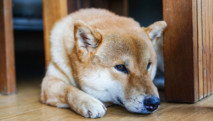 Saddogsad躺在地板上家里日本的ShibaInu小狗睡孤独的流浪动物概念图片