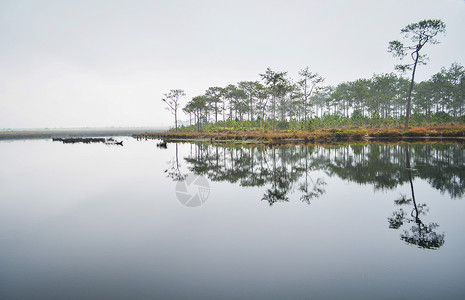 树背景为松潮湿天气暗淡树木在河流湖上反射背景图片