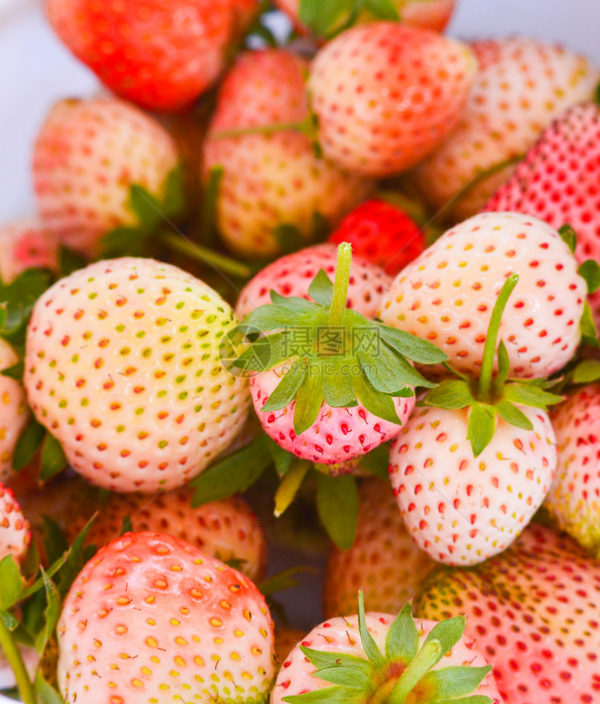 从草莓农场有机水果中收获新鲜草莓图片