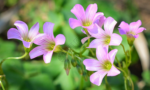 美丽的紫兰花春背景图片