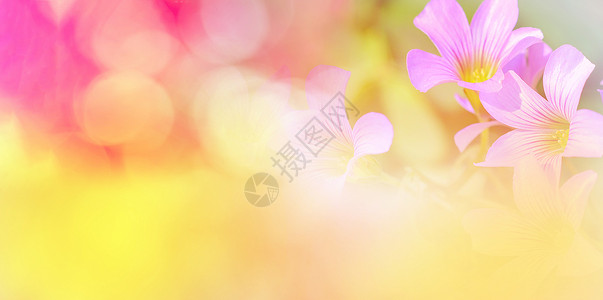 紫色婚礼横幅自然粉红色黄背景横幅抽象色彩多的模糊布OK秋天明亮美丽的兰花粉红色柔软紫的春花园背景