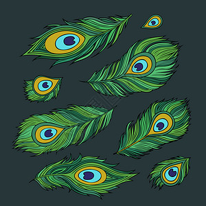 绿色孔雀孔雀抽象绿色羽茎装饰成套物插画