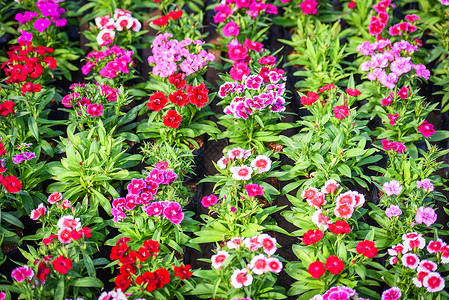 小曲绿色叶子粉和红多彩的dianthus瓷花背景的朵形态自然背景