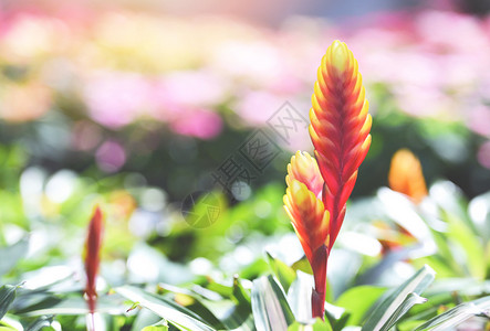 花园中的热带植物图片