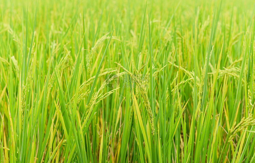 绿稻田农业图片