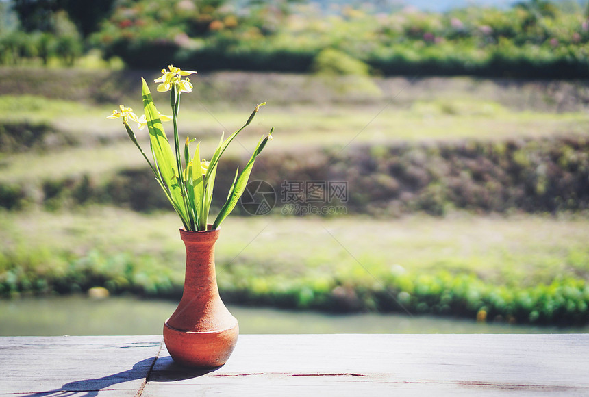 鲜花瓶木制桌上朵有自然绿色背景花瓶中美丽的黄色花朵户外有阳光图片