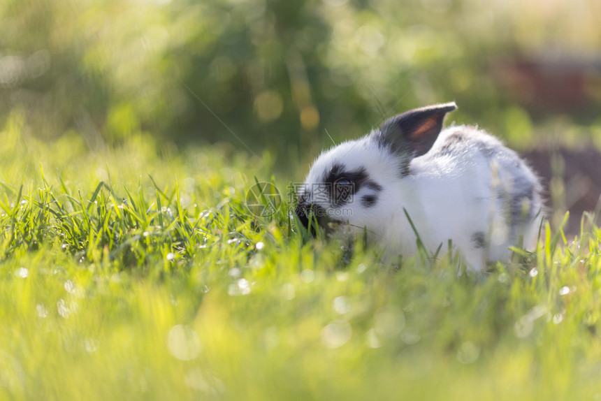 小可爱兔子坐在绿草地上春天温暖的阳光下图片