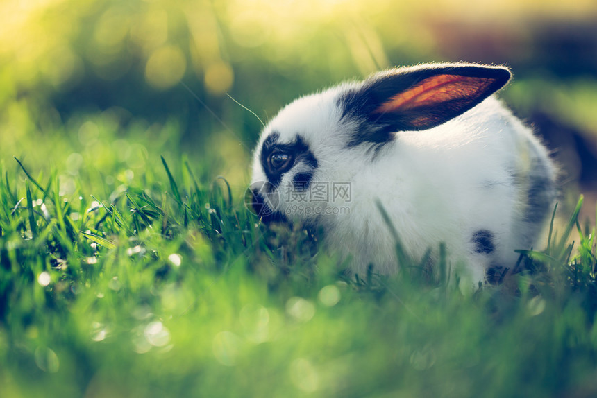 小可爱兔子坐在绿草地上春天温暖的阳光下图片