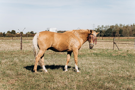 马场匹美国列克高清图片