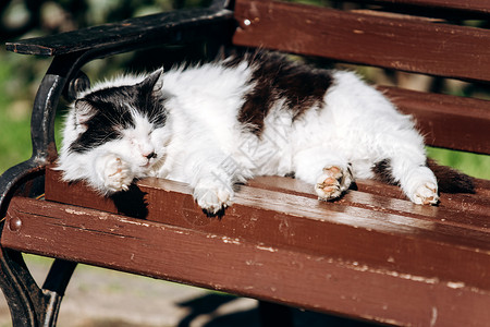黑白猫在阳光夏日睡长凳上图片