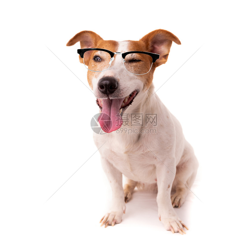 白色背景的杰克鲁赛尔狗穿着阅读眼镜被孤立在白色背景上图片