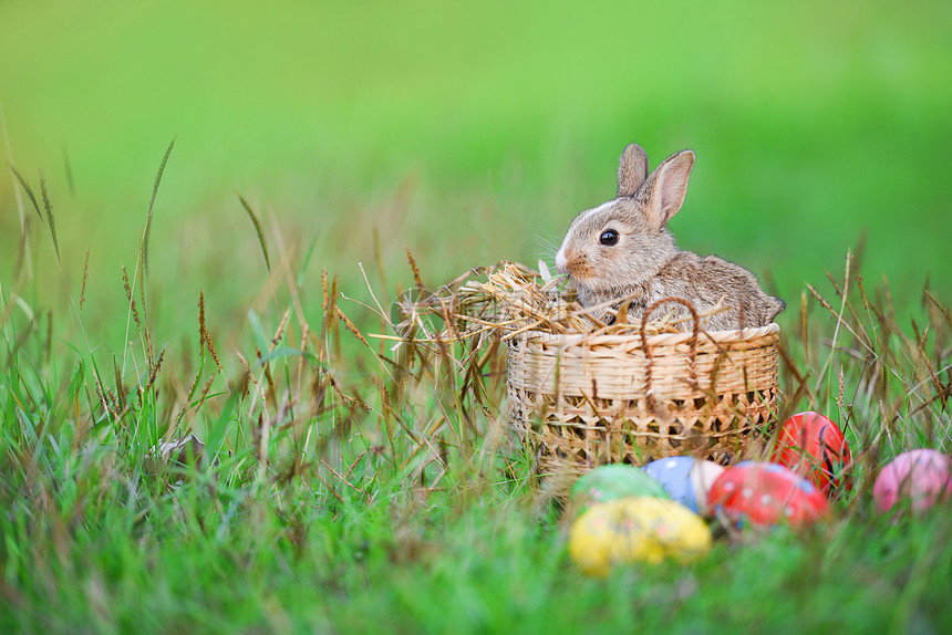 野外绿草地上色小棕兔在野外的春草地上坐着篮子巢和多彩鸡蛋图片