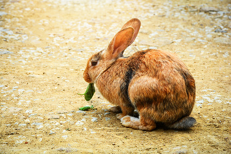 坐在地上吃野兔养殖动物叶子的棕兔图片