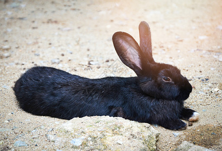 黑兔子黑兔躺在动物宠农场的地上背景