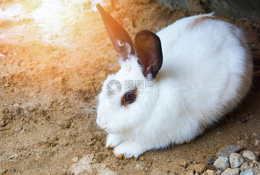坐在动物宠养殖场的地上坐在黑耳朵的可爱白兔图片