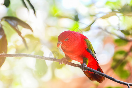 站在树果绿背景上美丽的红鹦鹉鸟Loriusgarruls背景图片