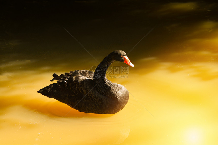 夏天黑鹅在池塘游泳黑鸭图片