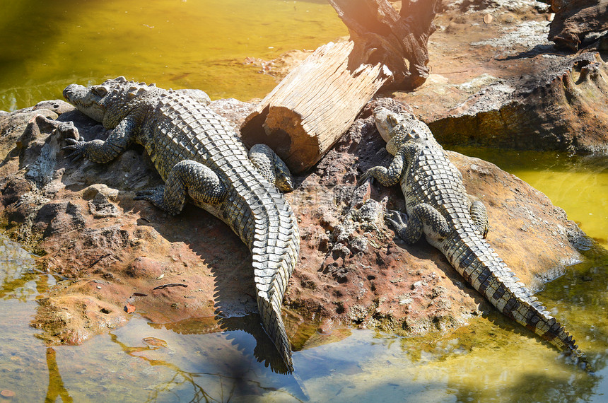 鳄鱼养殖场动物野生爬行在靠近水边的石上躺着鳄鱼图片