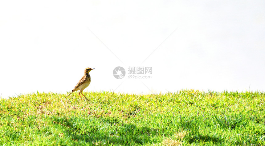 小鸟在草地中行走图片