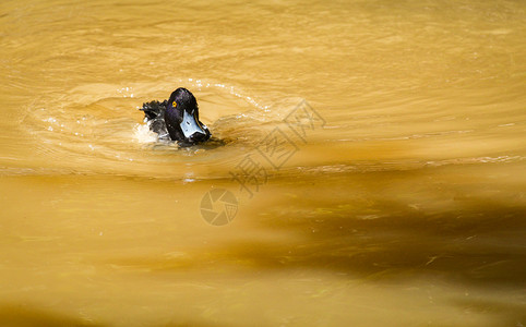 Aythyafulliguula河鸭子在池塘养殖场中游泳图片
