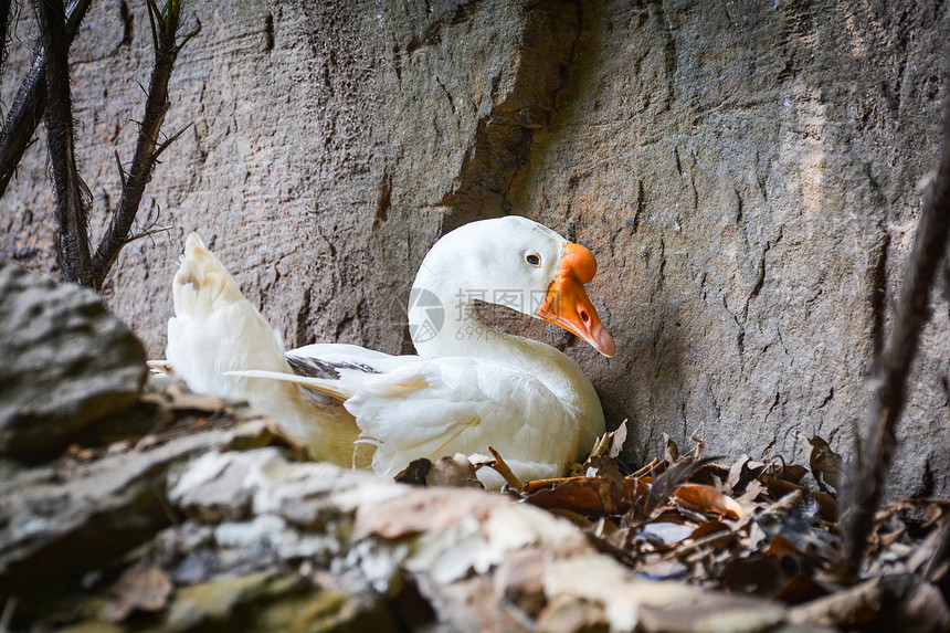 白鹅鸭在土巢上用干叶孵卵图片