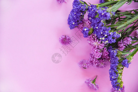 紫色柔软粉红背景的紫色彩造型厂美丽带有复制空间的平面顶端视图图片