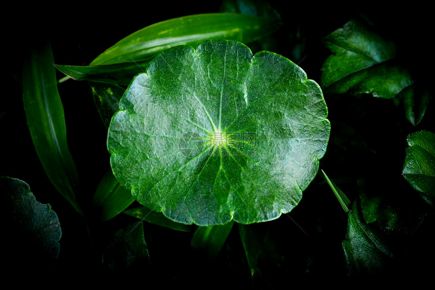 亚洲新绿药草州Pennywort在黑暗背景CentellaAsiaticaLeaf上美丽的叶子图片