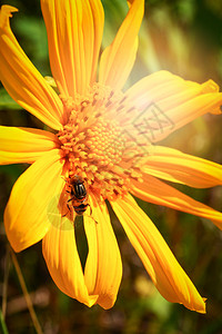 春夏花园树或墨西哥向日葵中的黄花蜜蜂图片