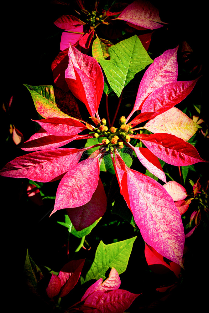 在花园的黑暗背景圣诞明星花卉中盛开的多彩花朵Euphorbiapulcherrima图片