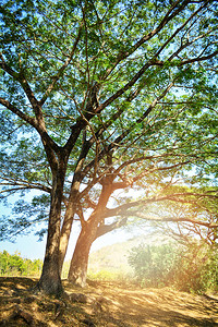 夏日的萨曼卡树大图片