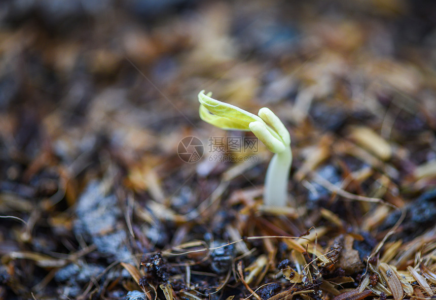 土壤种植上的有机喷发豆子图片